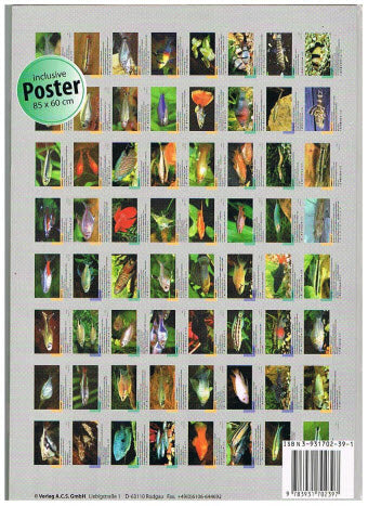 Decorative Aquaria - The Beginner's Tank