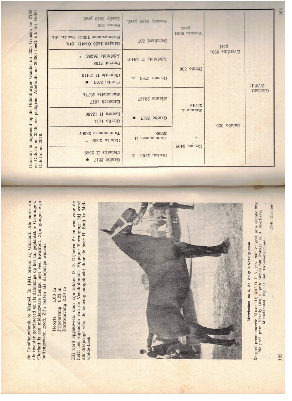 De Groninger Warmbloedfokkerij ( ongv. 1949 )