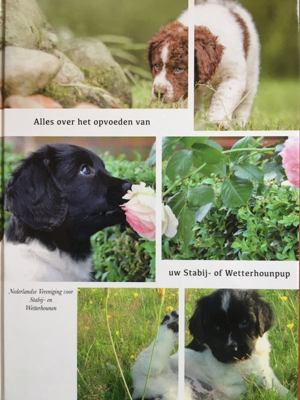 Alles over het opvoeden van Stabij- of Wetterhounpup